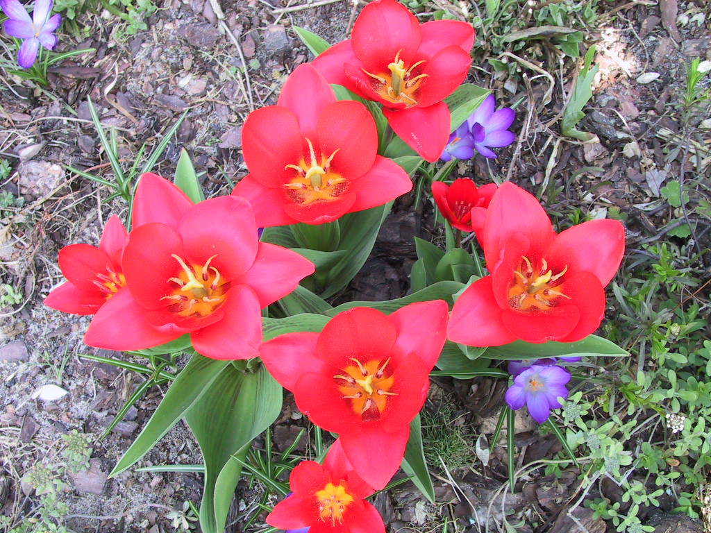 Tulipa Showwinner 03.JPG